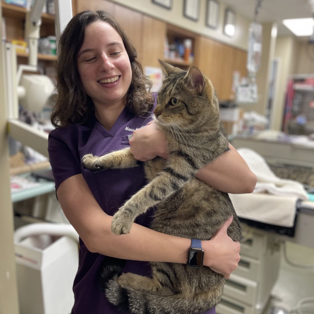 Smiling vet holding a tabby cat. Smiling vet holding a tabby cat.