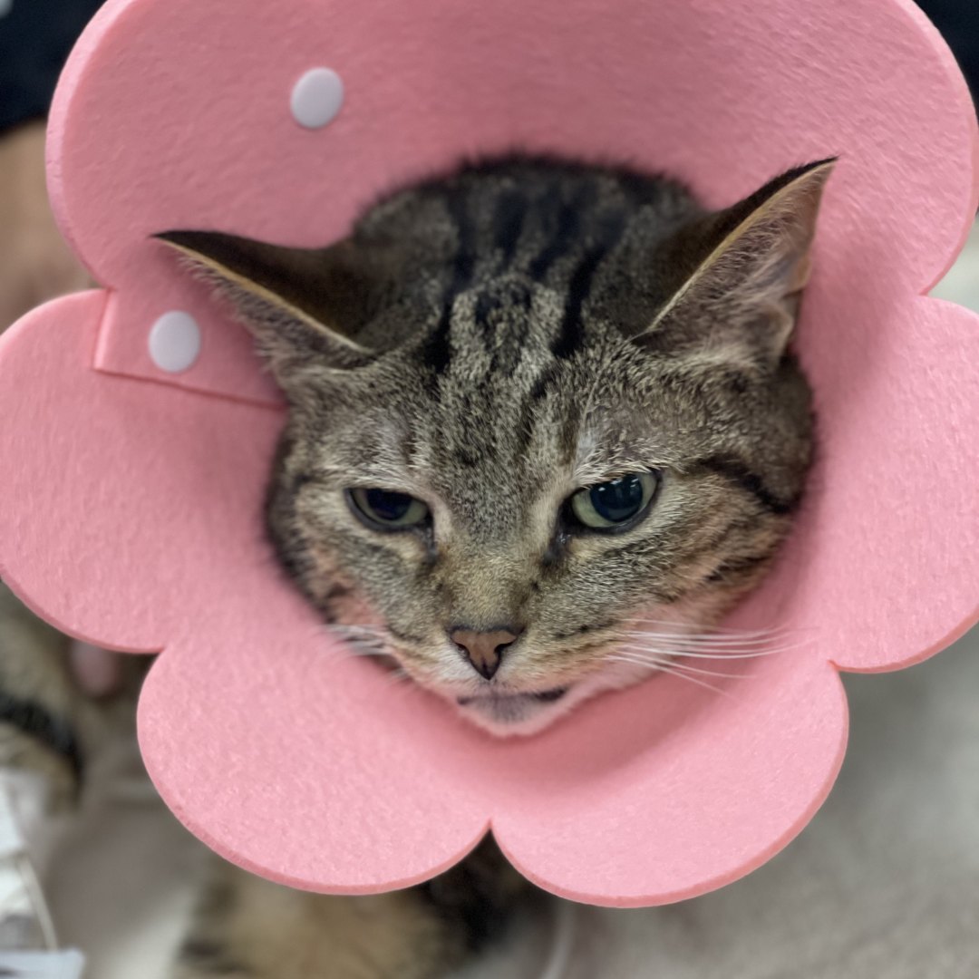 3-b5f7ab95-fc28-4d4e-9928-9cafa93edc88-512x512 Tabby cat wearing pink flower collar.