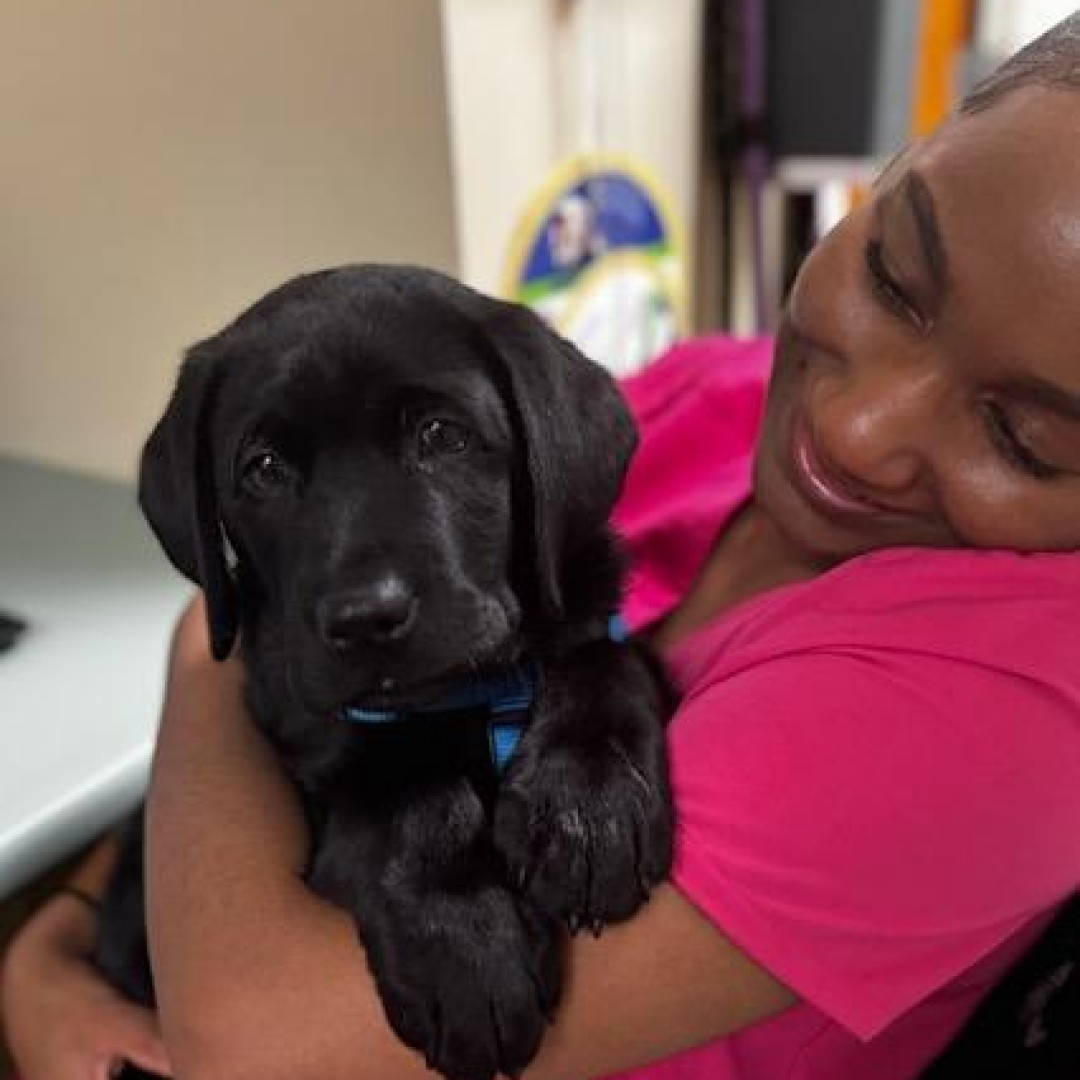 3-b5f7ab95-fc28-4d4e-9928-9cafa93edc88-512x512 Woman cuddling a black labrador puppy.
