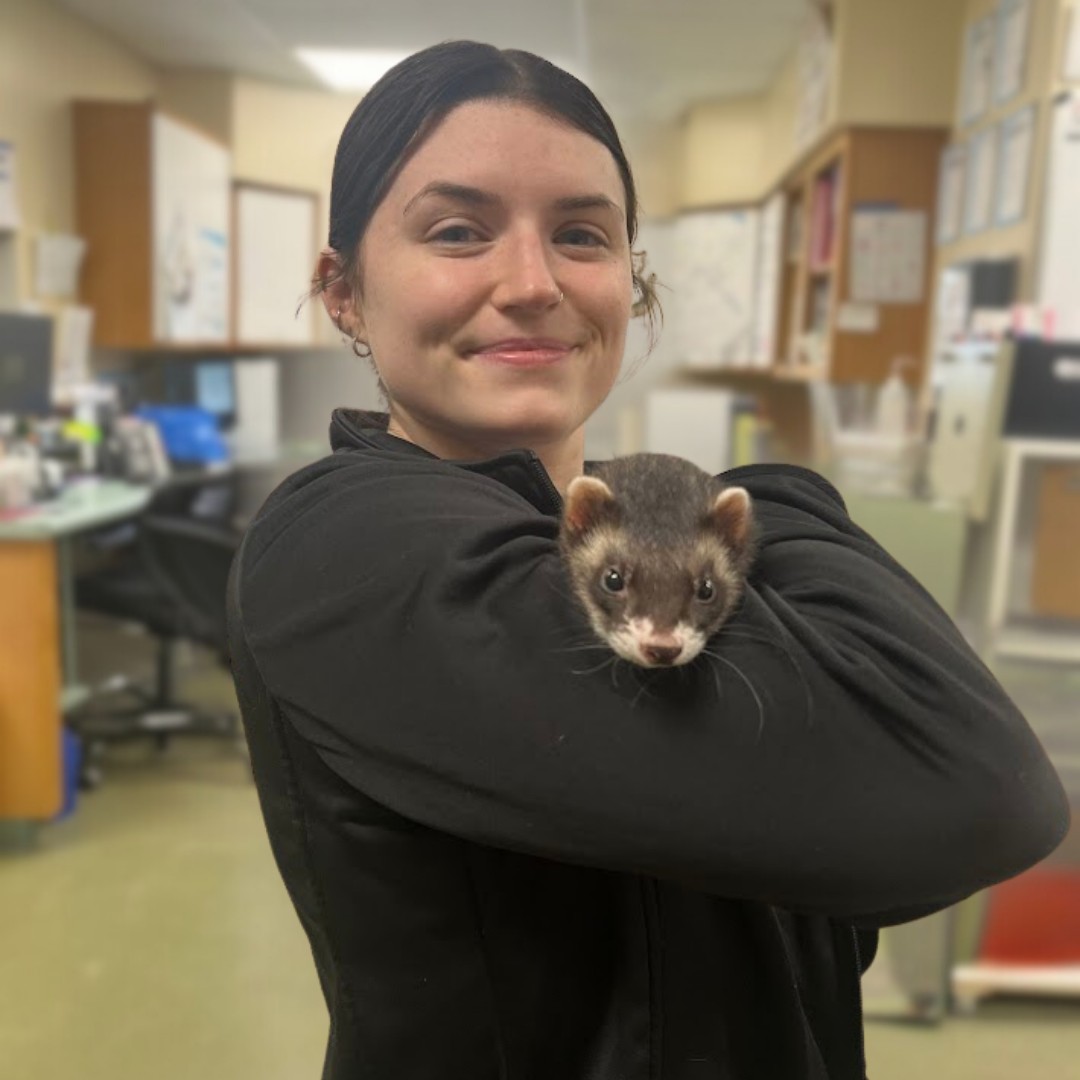 Woman holding cute ferret Woman holding cute ferret