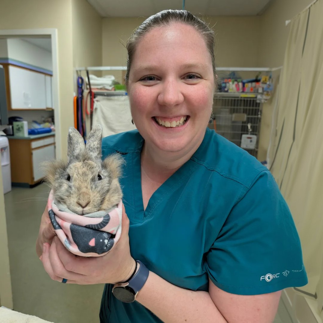 Trinity Rabbits Veterinarian In Lancaster, NY | Trinity Veterinary Hospital